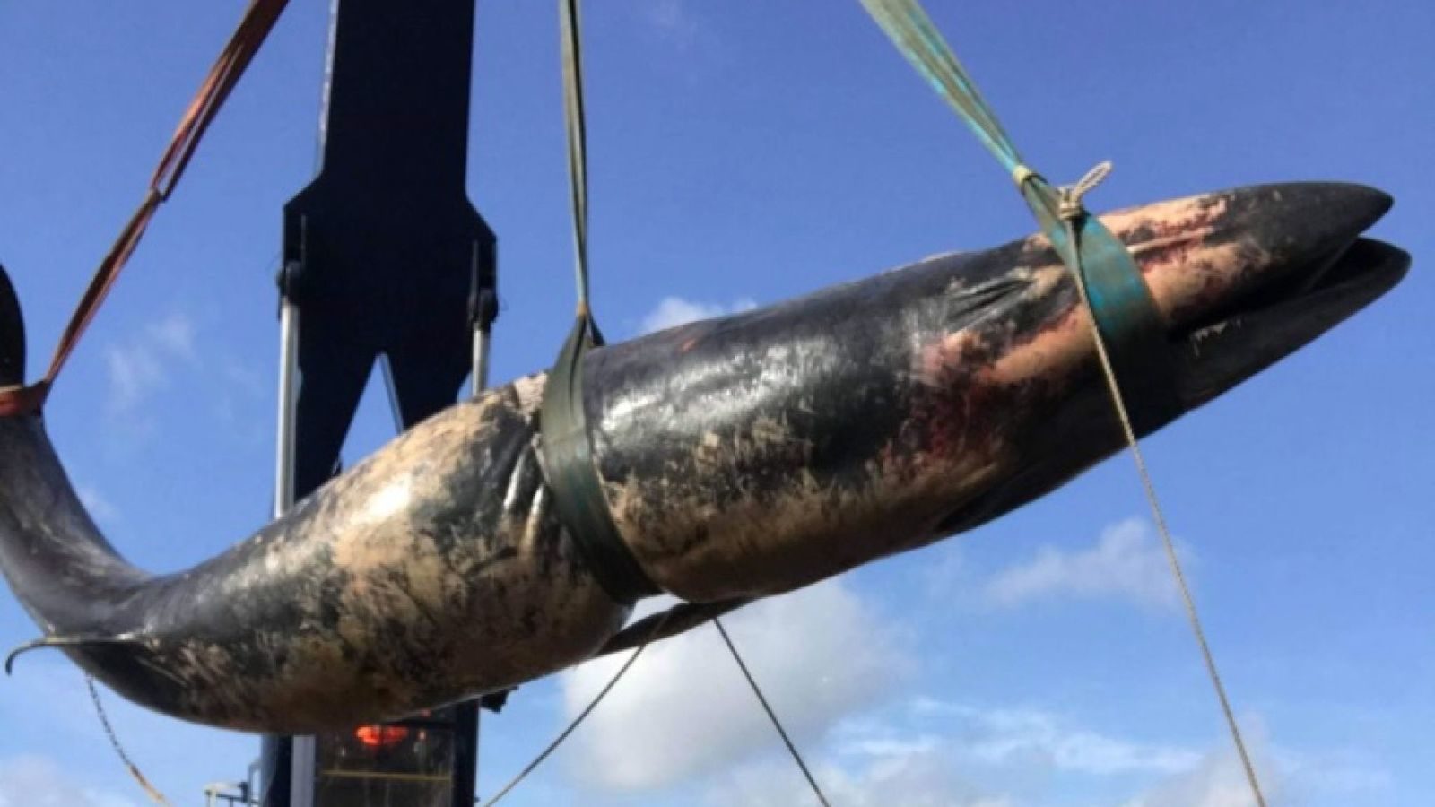 Click to enlarge The whale was spotted by members of the public