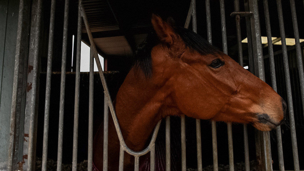 Click to enlarge horse