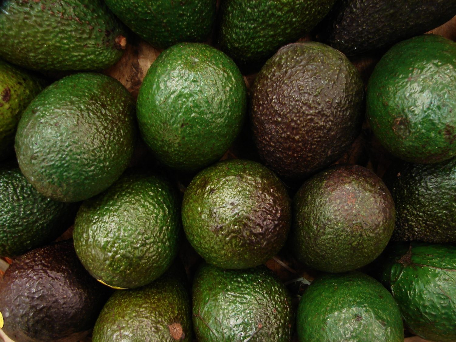 avocados