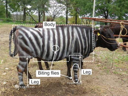 cow stripes biting flies
