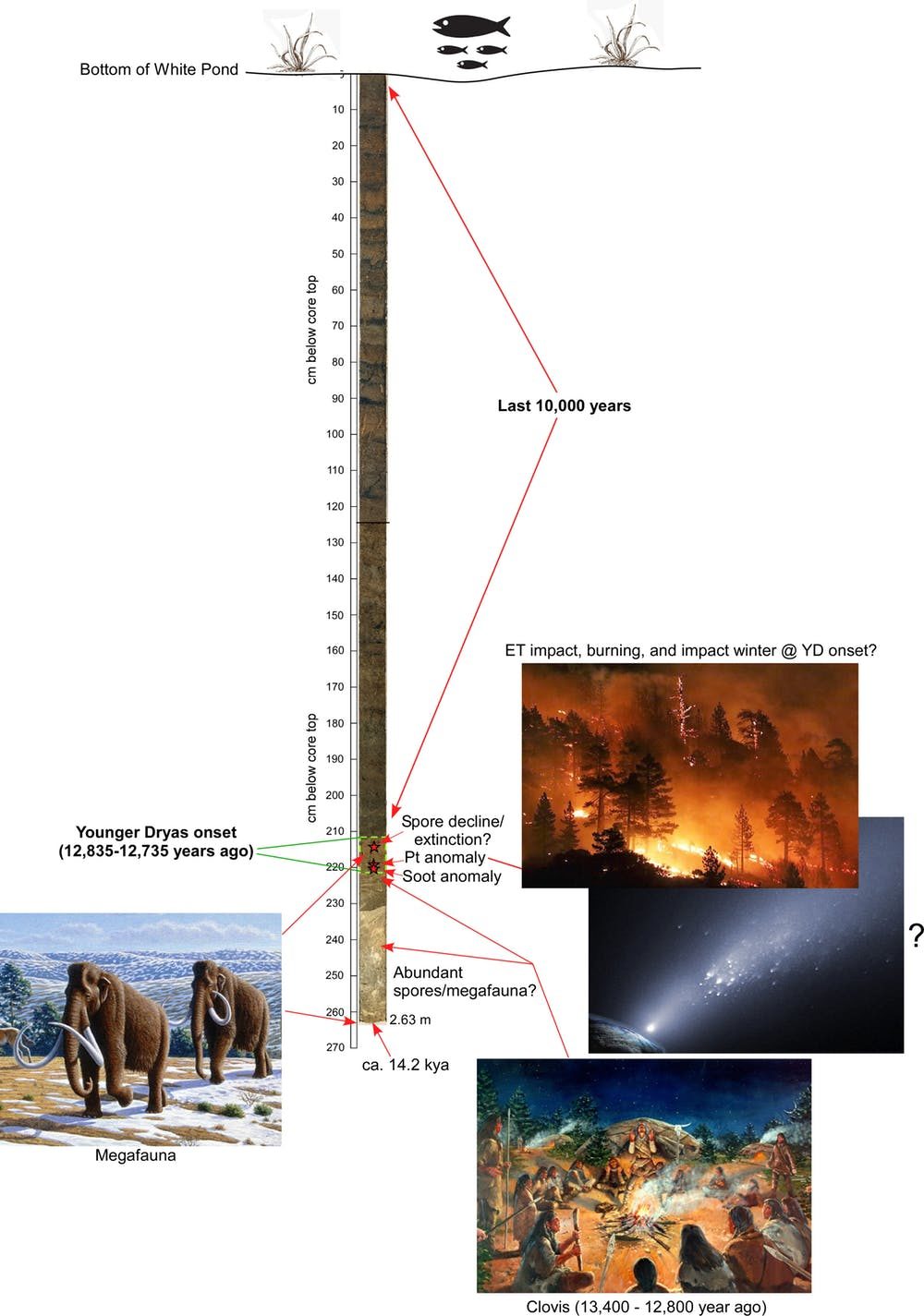 Click to enlarge White Pond Sediment Core