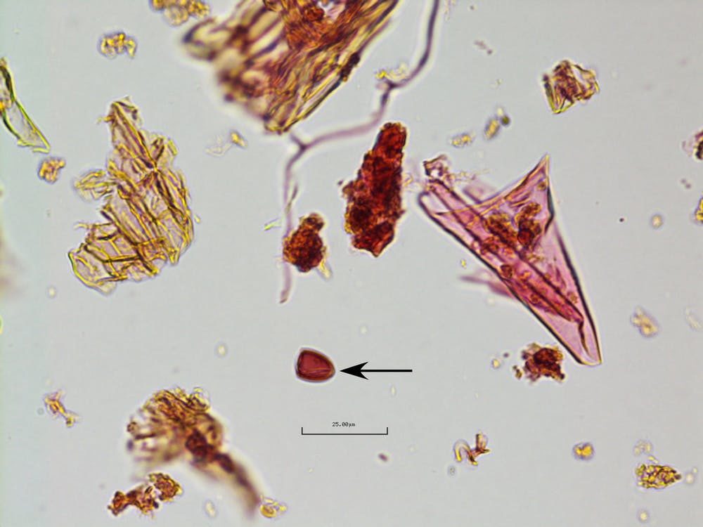 Fungal Spores