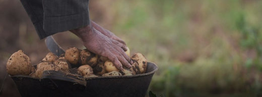 Ireland potato