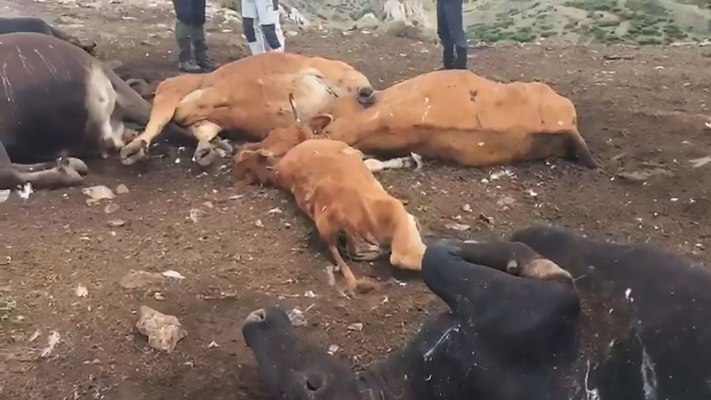 20 cows Zapped By Lightning