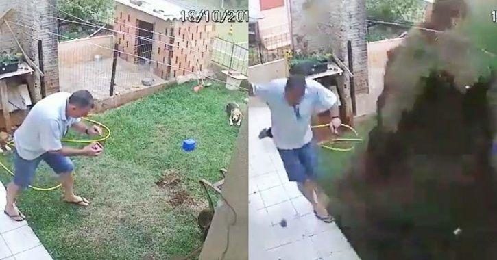 Brazilian lawn explosion
