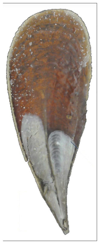 Click to enlarge Fan Mussel