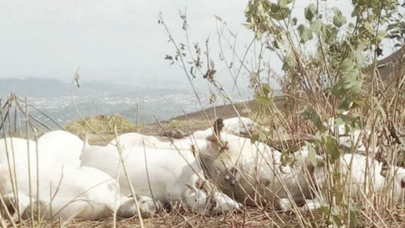 Click to enlarge dead cows
