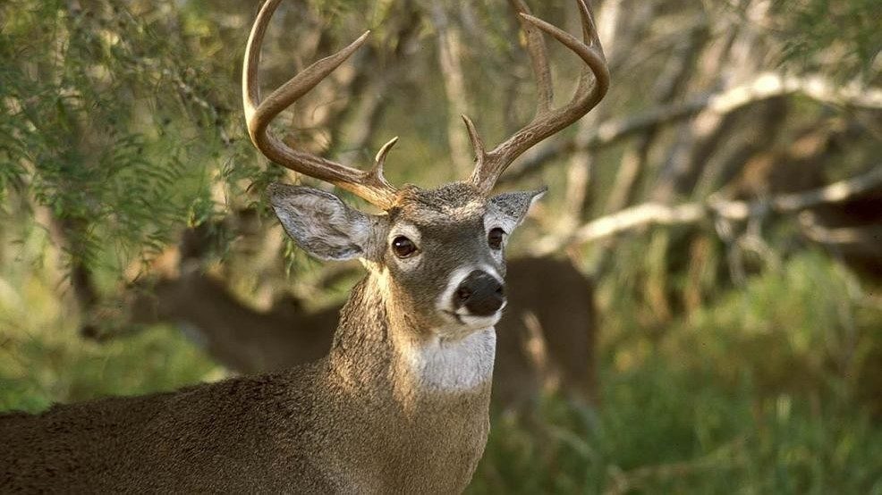 Click to enlarge FILE - Image of Deer