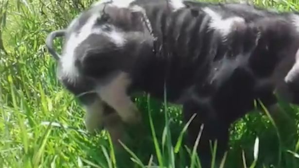 Click to enlarge The piglet with six paws. This is the moment a rare piglet which has been born with six legs on a Uruguayan farm walks around in the grass.