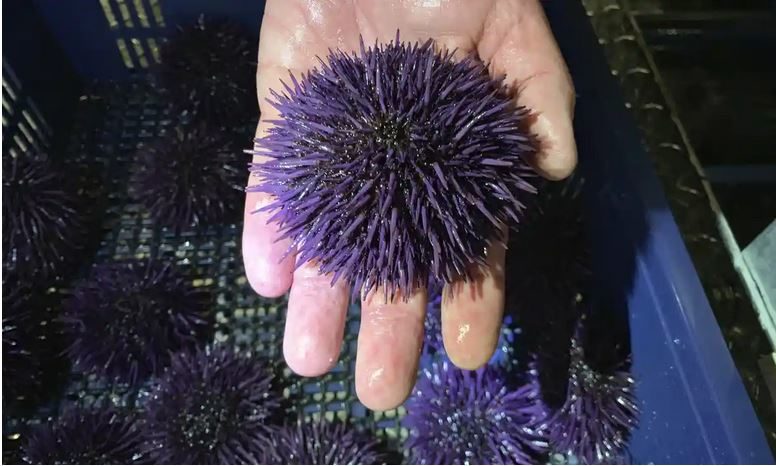 Click to enlarge purple sea urchin