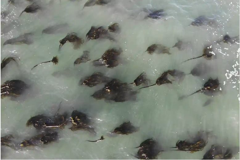 Click to enlarge kelp beds west coast US