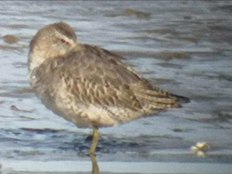 Click to enlarge Rare bird swept to Dundalk from US by hurricane, says local bird expert