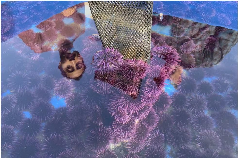 Click to enlarge purple sea urchin farming