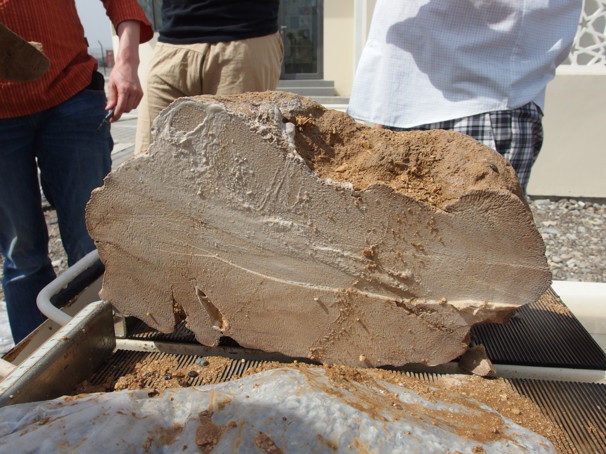 4,100-year-old Oman coral fossil