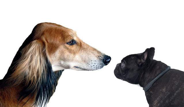 dogs