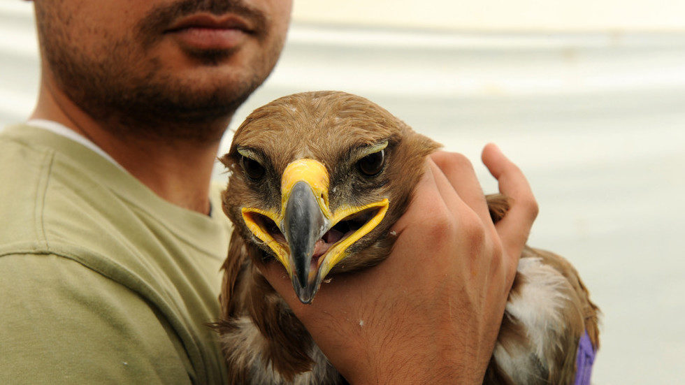 siberian eagle