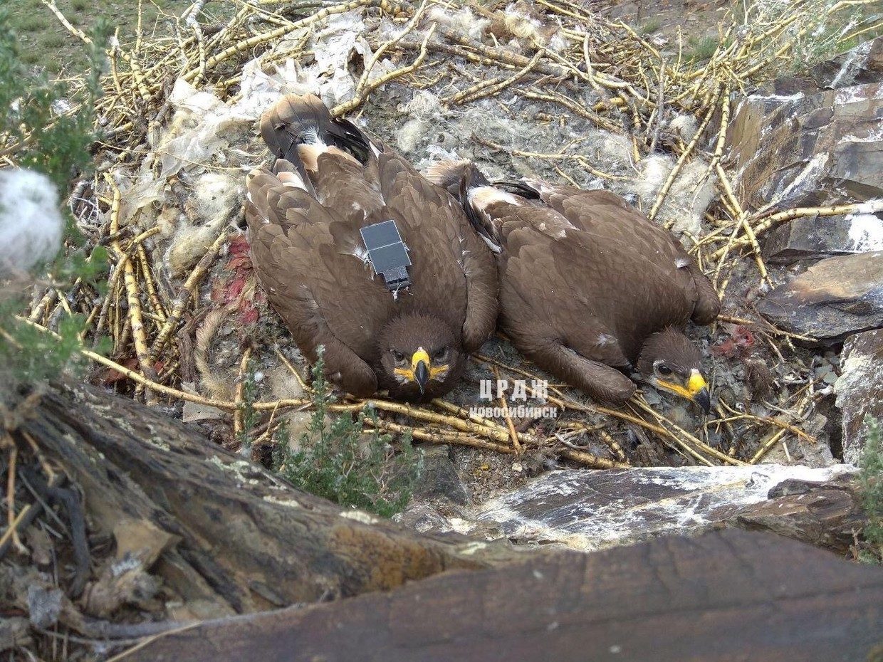 gps siberian eagles