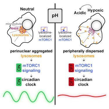 acid suspends circadian clock