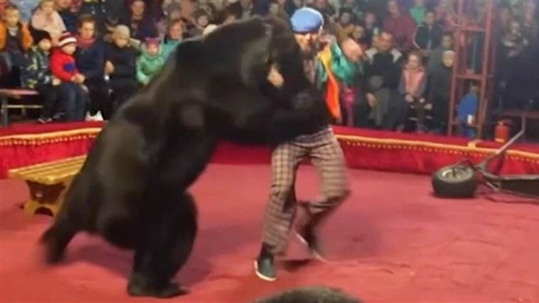 bear attack