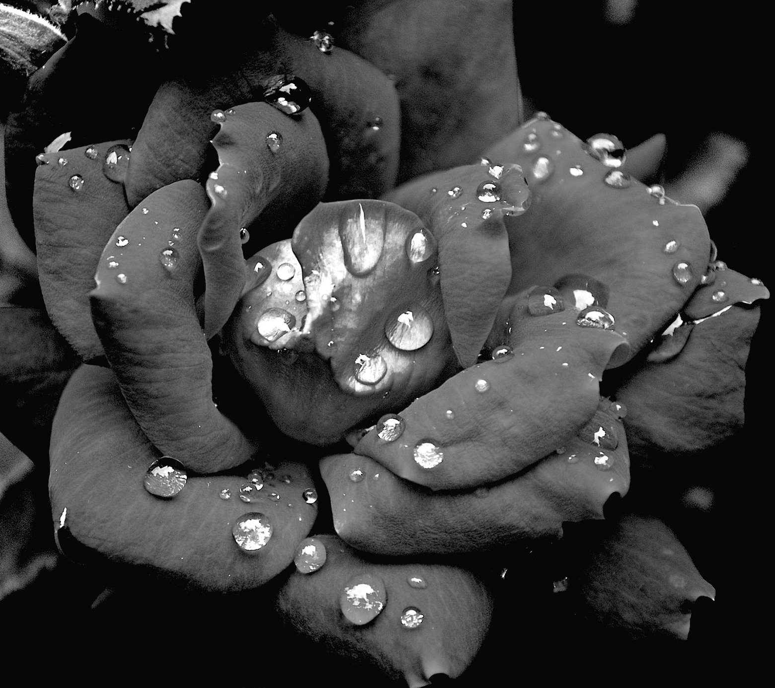 Click to enlarge dark rose