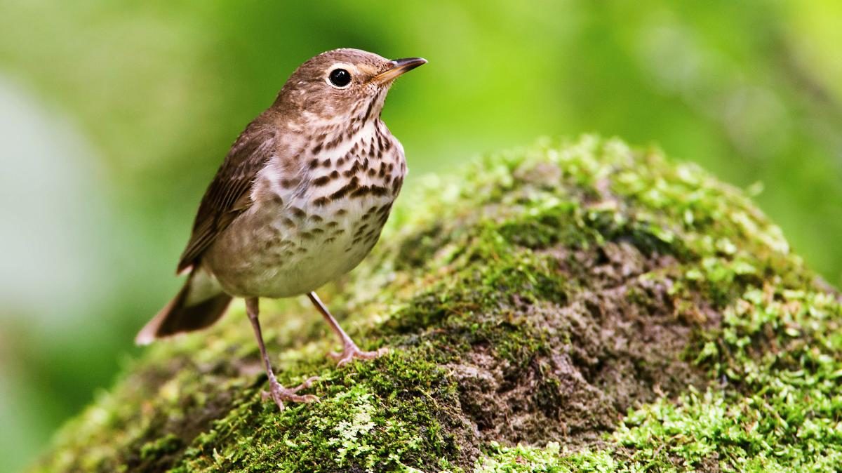 Swainson's thrush