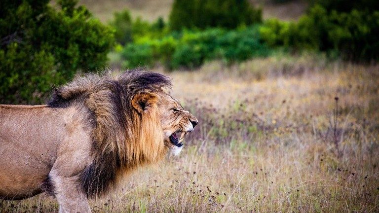 lion