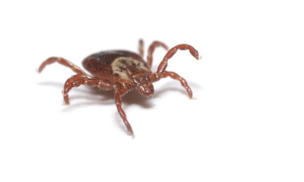A handful of infected ticks are believed to have been found in England