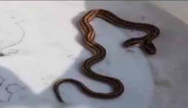 two headed snake