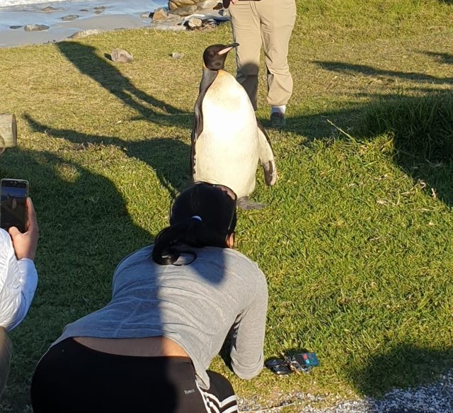 penguin