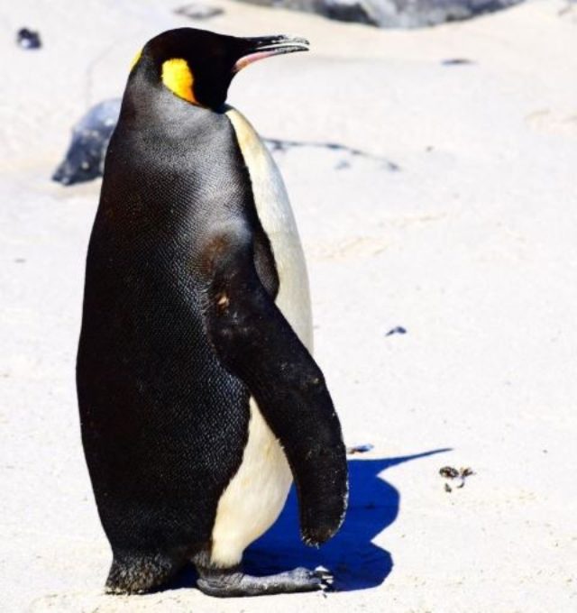 penguin
