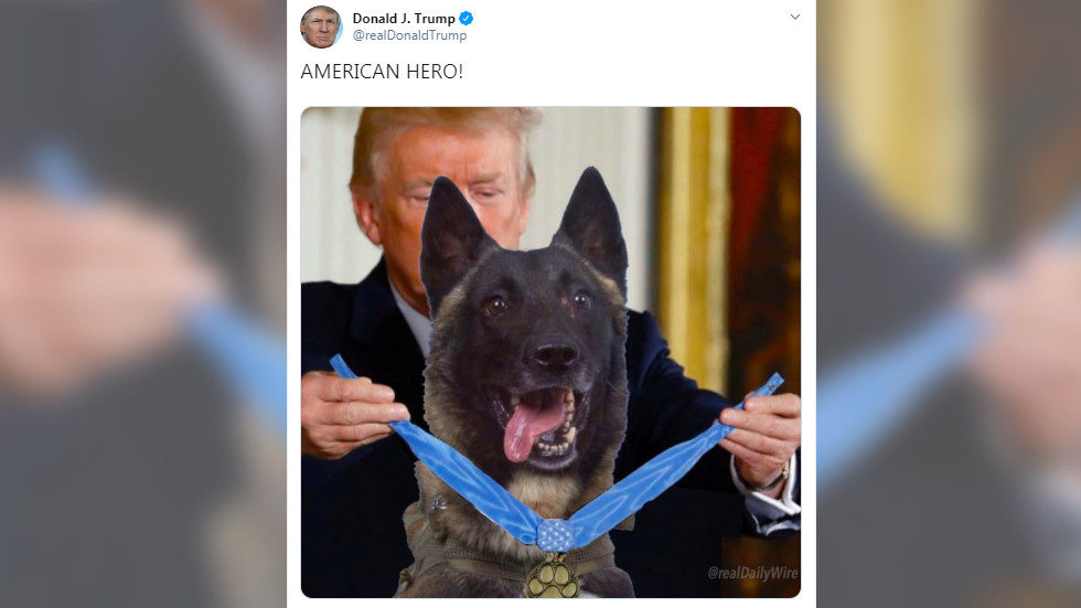 trump dog