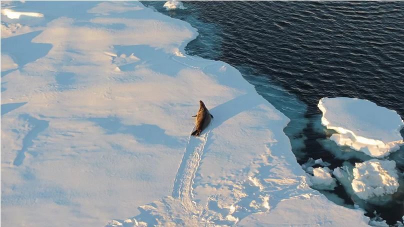 antarctic sea ice seal