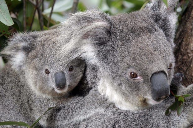 Click to enlarge Conservationists fear hundreds of koalas have perished in wildfires