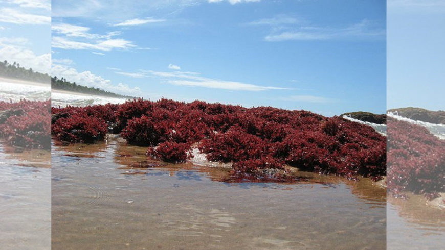Click to enlarge Red algae