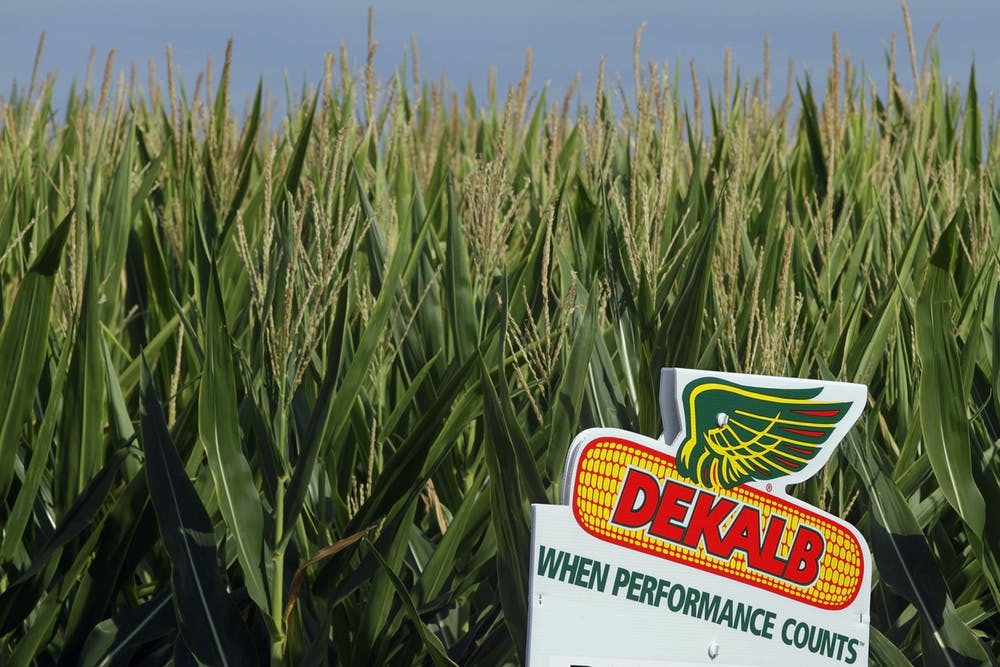 Click to enlarge monsanto corn