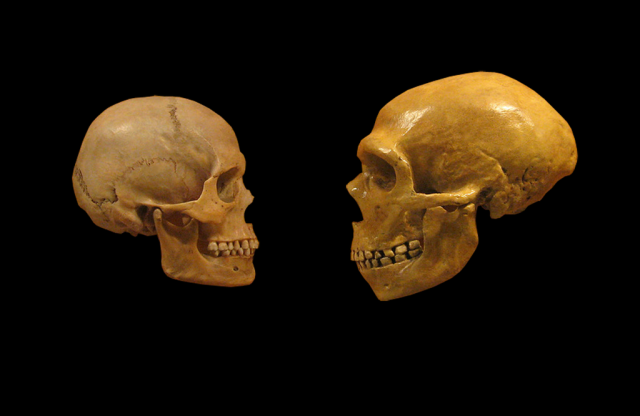 A modern human and Neanderthal skull