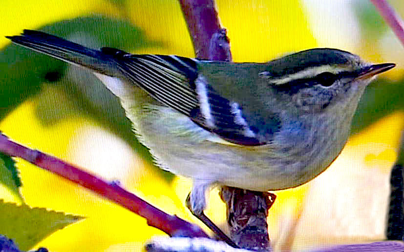 The first confirmed sighting of a yellow-browed warbler in the lower 48 was found by Todd Easterla in Markleeville on Oct. 25.