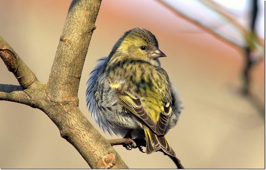 Click to enlarge Siskin the bird