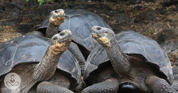 Tortoises