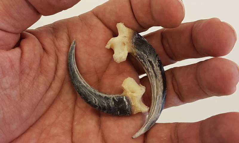 Click to enlarge talons