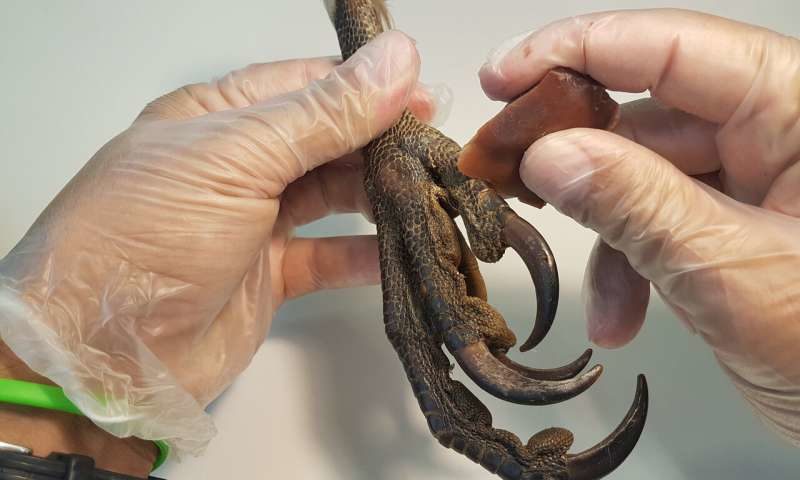 Click to enlarge talons