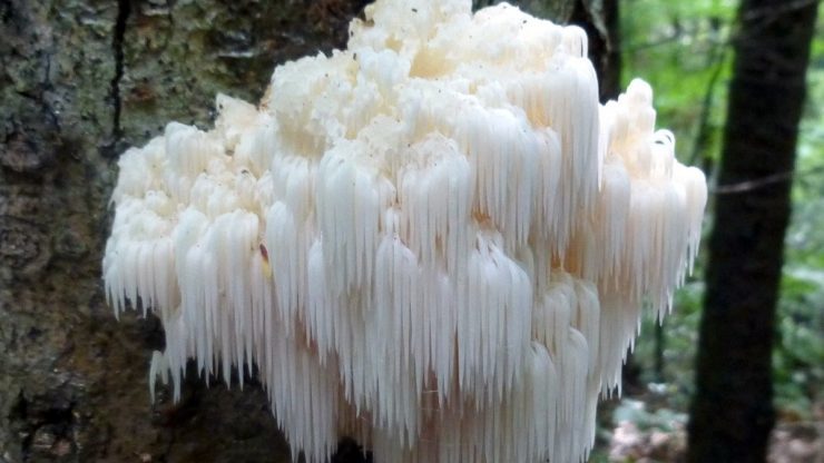lions mane mushroom
