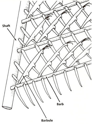 Barbules evolution