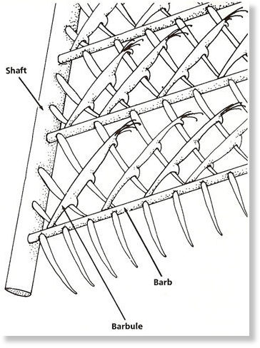 Click to enlarge Barbules evolution