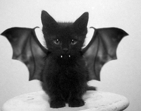 Bat cat