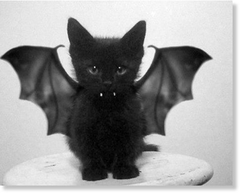 Bat cat