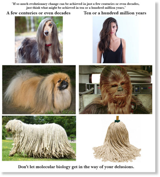 Dog evolution