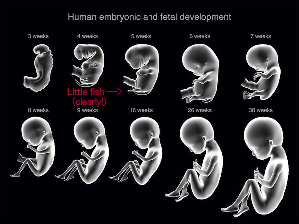 human embryo