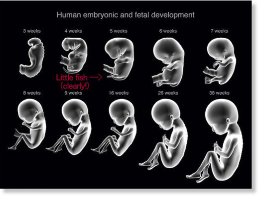 human embryo