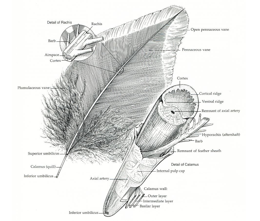 evolution of feather